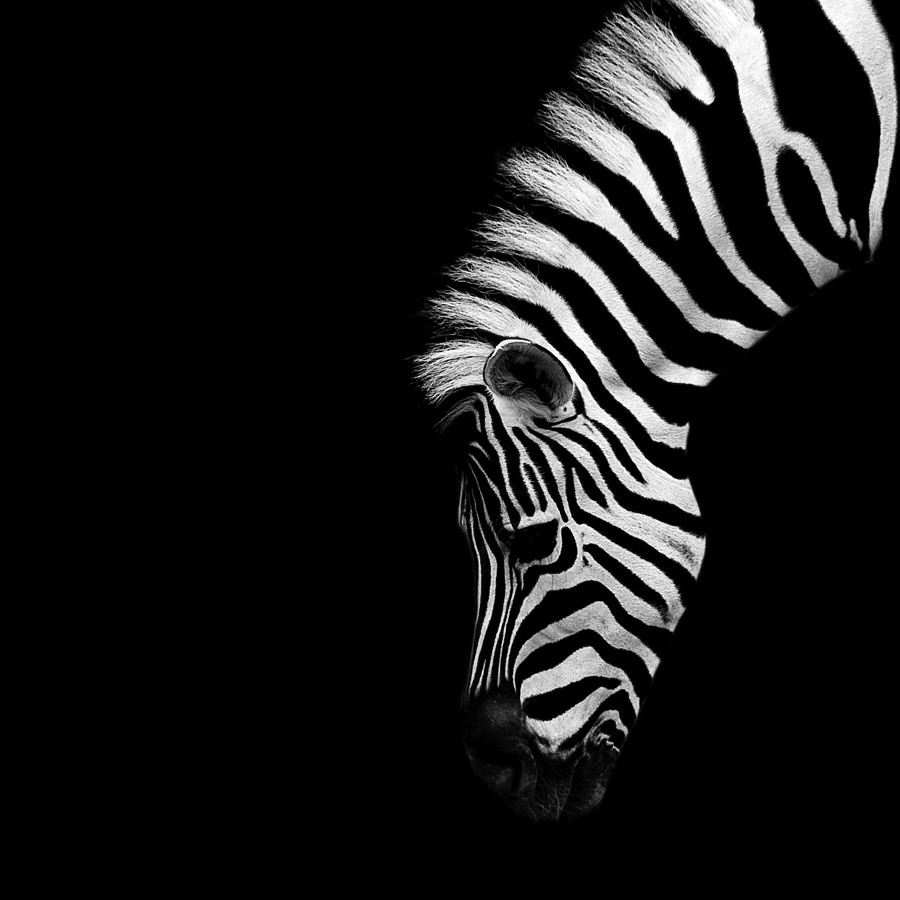 Dark Zoo - Nicolas Evariste
