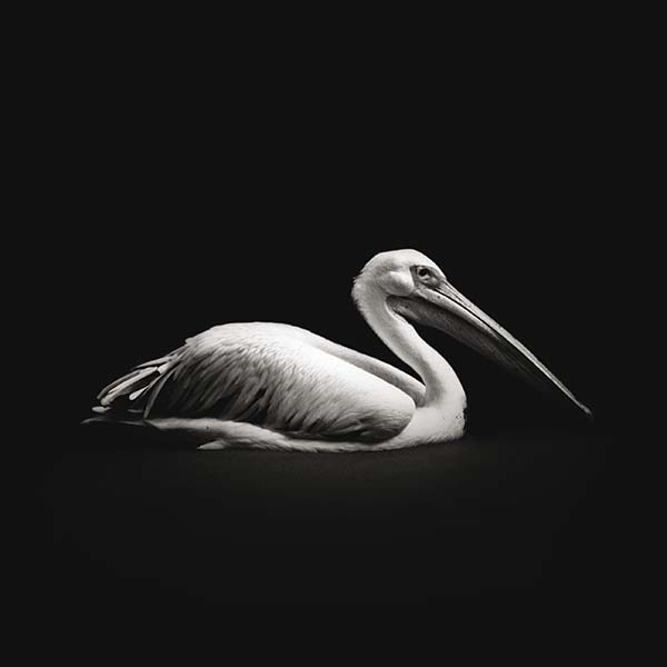 Dossier - © Nicolas Evariste Pelecanus