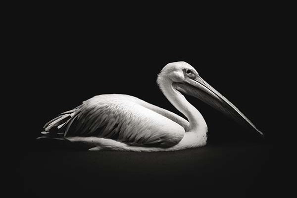 Dossier - © Nicolas Evariste Pelecanus